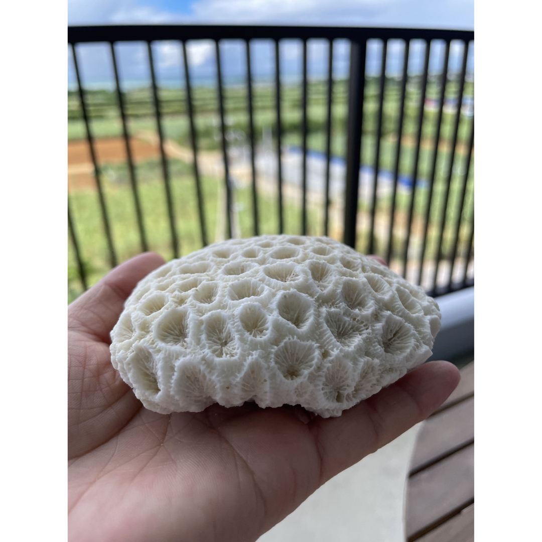 珊瑚の石の通販 by nico'sshop｜ラクマ