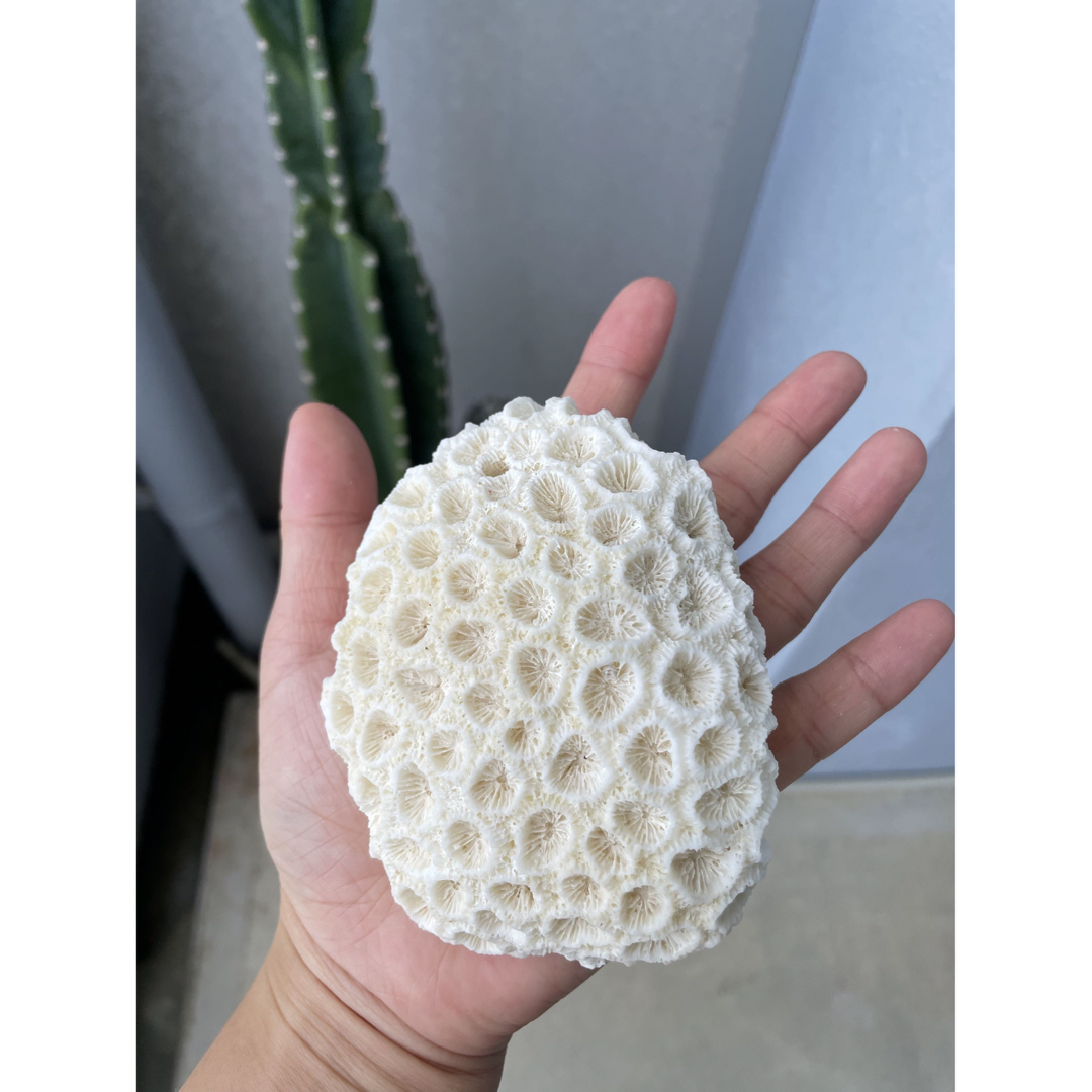 珊瑚の石 インテリア/住まい/日用品のインテリア小物(置物)の商品写真