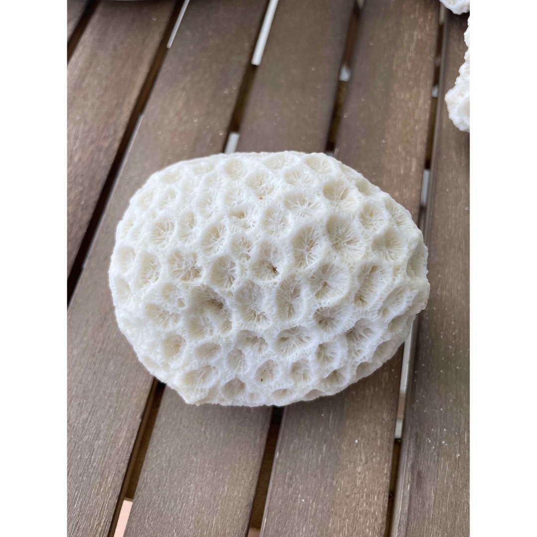 珊瑚の石　ホワイト