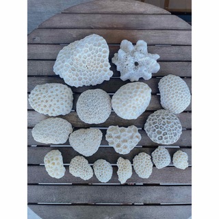 珊瑚の石(置物)