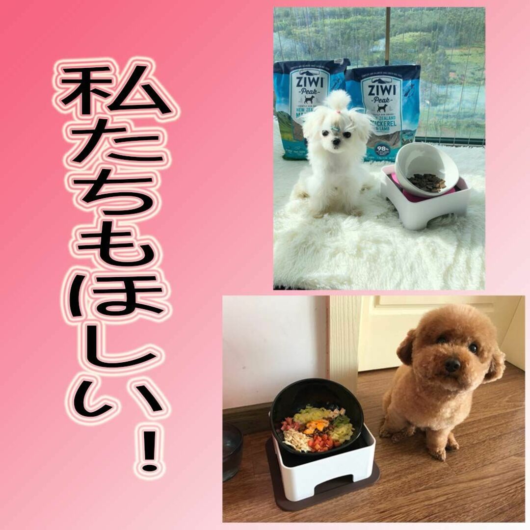 TAKIMI 犬 食器 陶器 犬用 食事 皿 いぬ フレンチブルドッグ 専用 フ