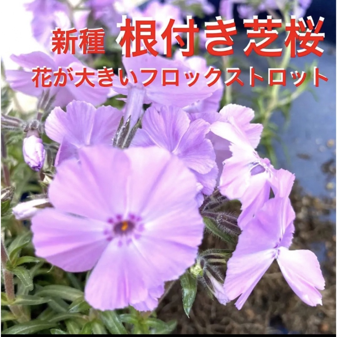 ⑥ 1☆花が巨大な芝桜☆フロックストロット☆シッカリ根付き苗☆初心者向け☆ ハンドメイドのフラワー/ガーデン(プランター)の商品写真