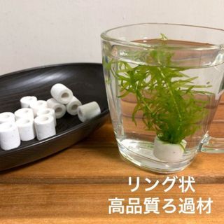 メダカ　水草　リングフィルター12個《ホワイト》観賞魚用品　アクアリウム(アクアリウム)