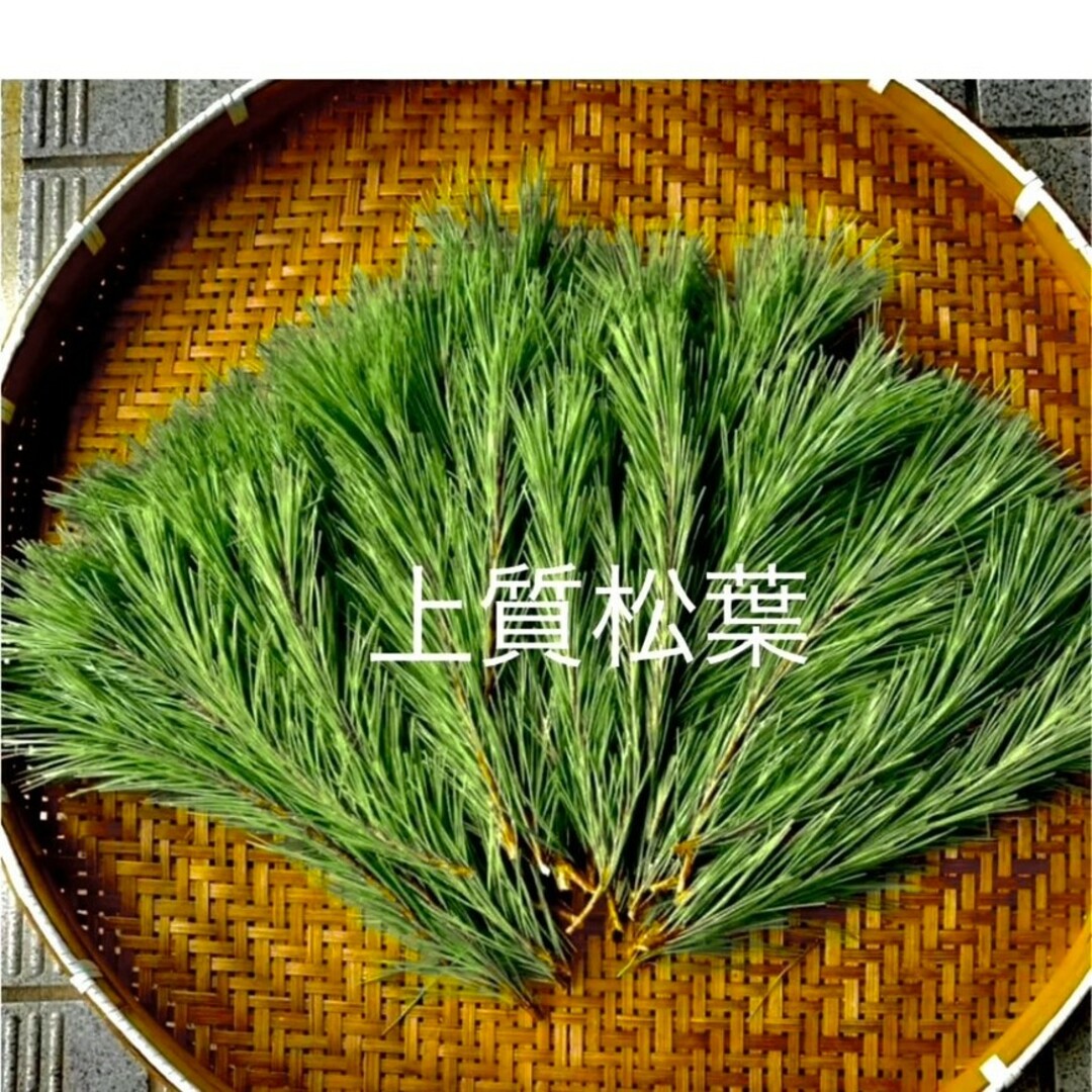 赤松 新芽松葉 生松葉 松の葉 赤松 500㌘  樹液たっぷり松葉茶松葉ジュース 食品/飲料/酒の食品(野菜)の商品写真