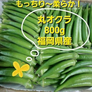 丸オクラ　800g　福岡県産(野菜)