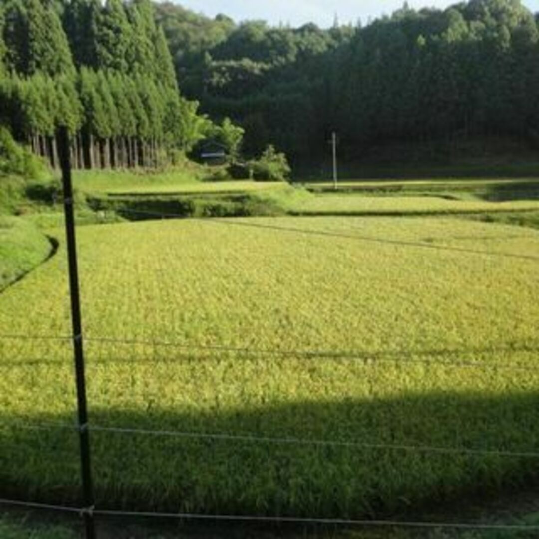 無農薬玄米令和5年度 新米【湧き水栽培】農薬不使用玄米　ひとめぼれ 10㎏　奈良の農家直送