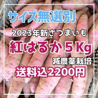 千葉県産紅はるか サイズ色々 5Kg(野菜)
