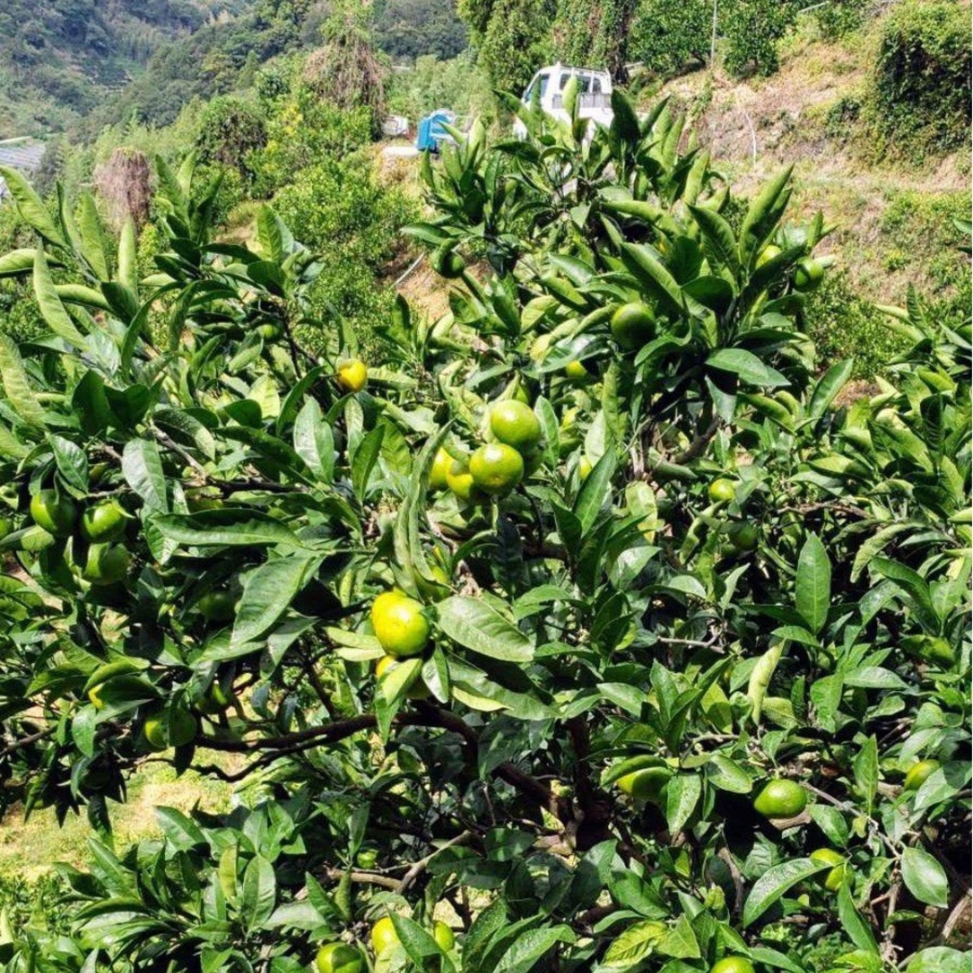 愛媛県産★極早生みかん★大きめ10キロ