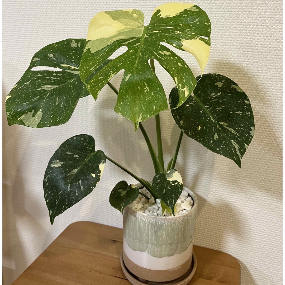 斑入りモンステラ(鉢ごと発送)の通販 by kokoplants|ラクマ