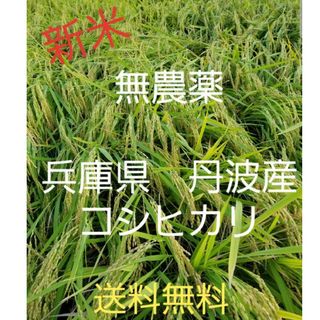 令和5年　兵庫県丹波産 農薬、除草剤不使用　新米コシヒカリ5キロ(米/穀物)