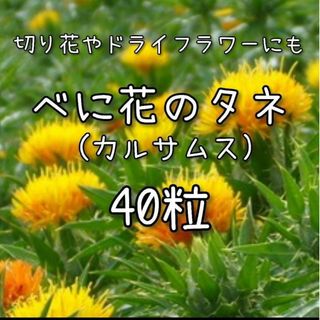 【べにばなのタネ】40粒 種子 種 紅花 ベニバナ 切り花やドライフラワーにも(その他)