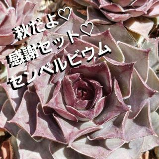 感謝セット♡多肉植物 センペルビウム 名前あり 5種 お得(その他)