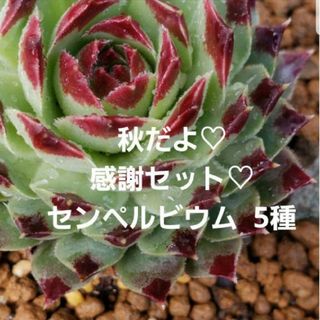 感謝セット♡多肉植物 センペルビウム 名前あり 5種 お得(その他)