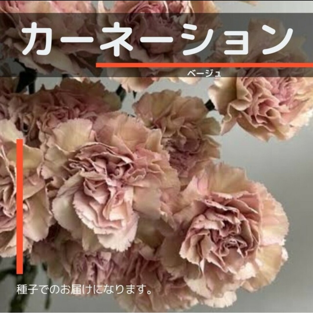 ゆうパケット カーネーション☆ベージュ☆ 種子20粒 ハンドメイドのフラワー/ガーデン(その他)の商品写真