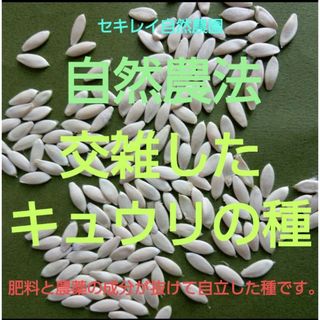 自然農法　交雑したキュウリの種(野菜)