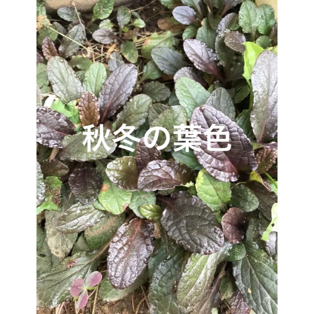アジュガ苗3株(大中小混合) ハンドメイドのフラワー/ガーデン(その他)の商品写真
