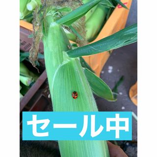 たんぽぽさん^ - ^専用(野菜)