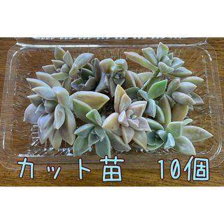 多肉植物　朧月　カット苗(プランター)