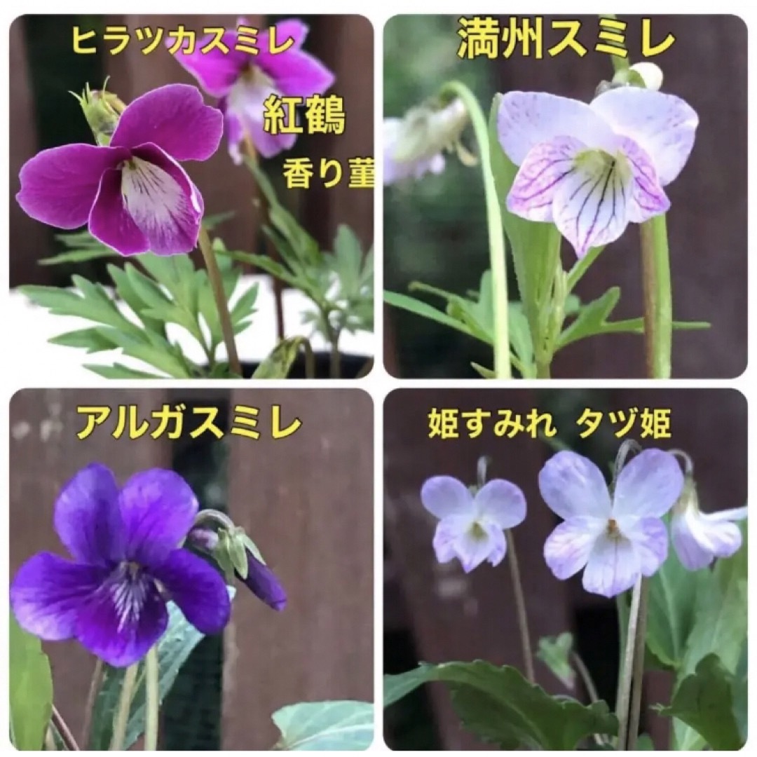 花種 スミレ種  すみれ 菫 ⚠️珍しい種類⚠️ 宿根草 花種  ミックス 種 ハンドメイドのフラワー/ガーデン(その他)の商品写真