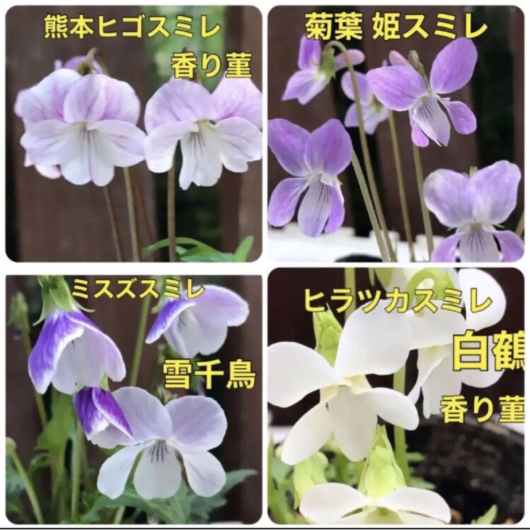 花種 スミレ種  すみれ 菫 ⚠️珍しい種類⚠️ 宿根草 花種  ミックス 種 ハンドメイドのフラワー/ガーデン(その他)の商品写真