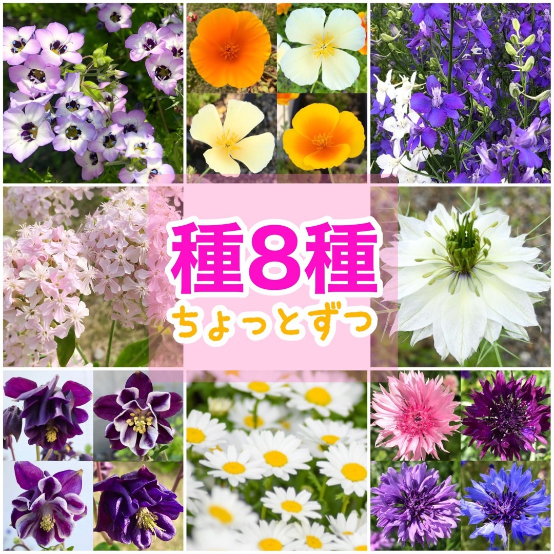 春に咲く秋蒔きの花の種 8種類 ちょっとずつ ハンドメイドのフラワー/ガーデン(その他)の商品写真