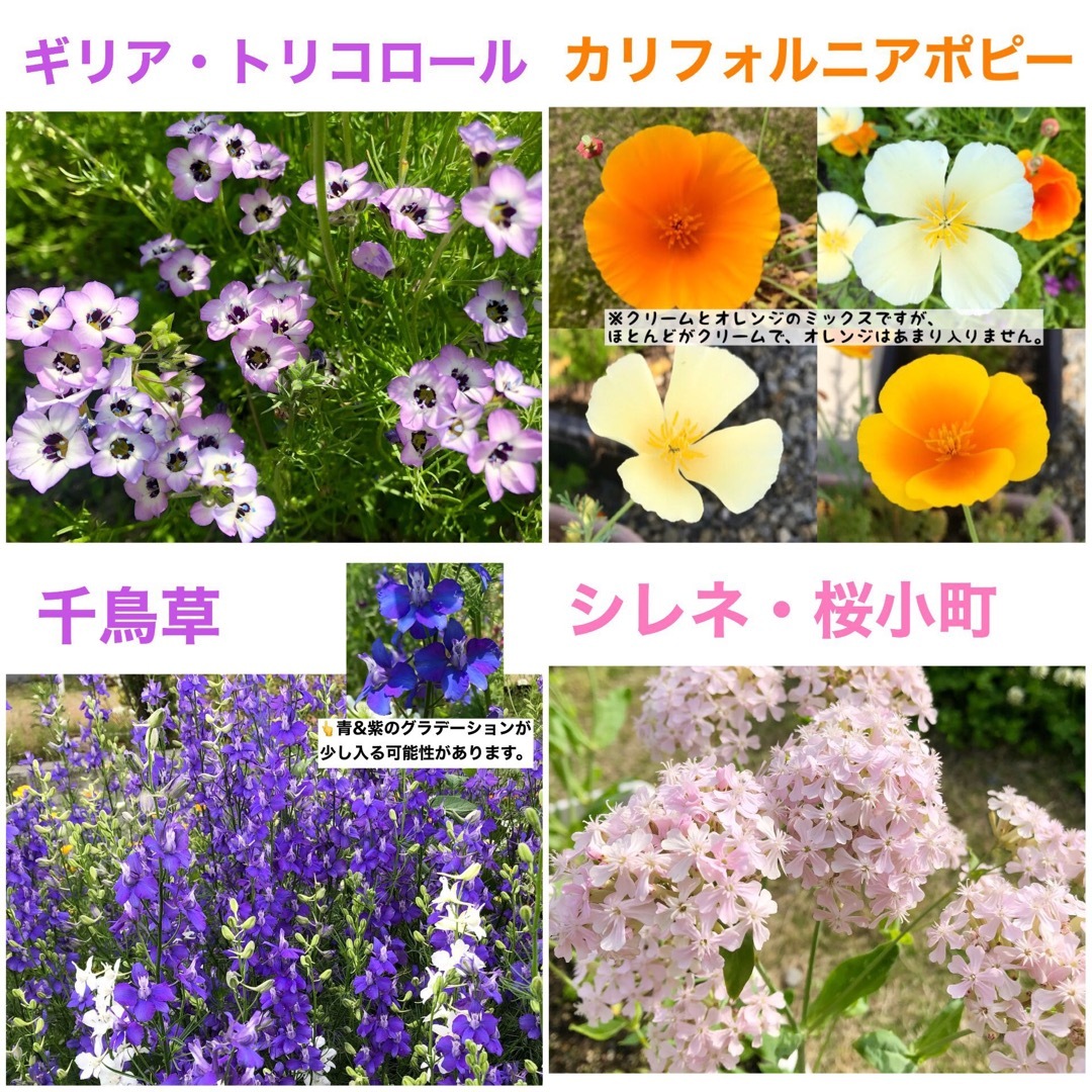 春に咲く秋蒔きの花の種 8種類 ちょっとずつ ハンドメイドのフラワー/ガーデン(その他)の商品写真