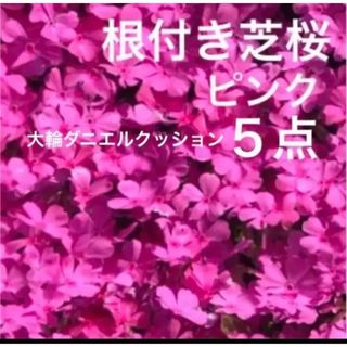 ①5☆もう咲き出した芝桜☆濃いピンク☆シッカリ根付き苗☆初心者向け☆(プランター)