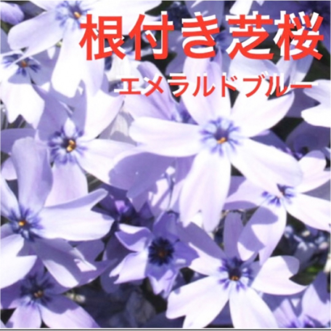 ②1☆来春に増えて咲く芝桜☆うす紫☆シッカリ根付き苗☆初心者向け☆ ハンドメイドのフラワー/ガーデン(プランター)の商品写真