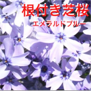 ②1☆来春に増えて咲く芝桜☆うす紫☆シッカリ根付き苗☆初心者向け☆(プランター)