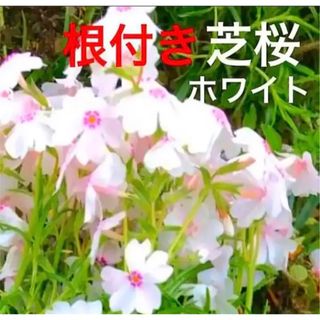 ⑤1☆来春に増えて咲く芝桜☆ホワイト☆シッカリ根付き苗☆初心者向け☆(プランター)