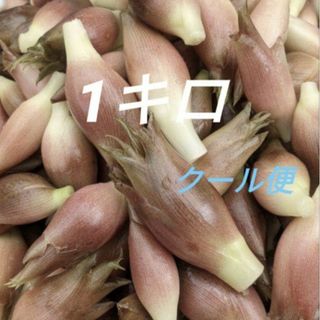 みょうが　１キロ(野菜)