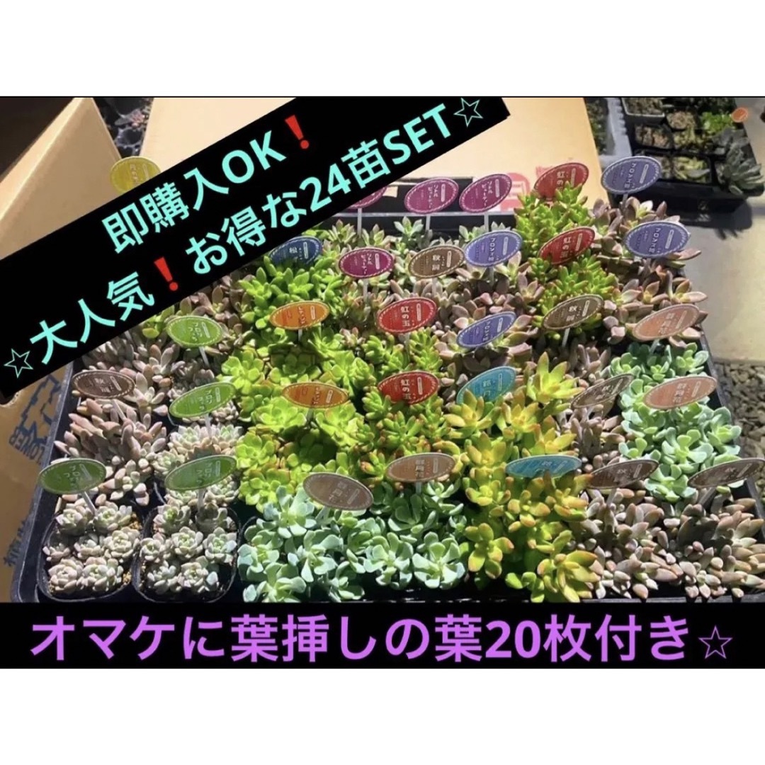 ⭐︎大人気の多肉植物 お得な24苗SET⭐︎ オマケに葉挿しの葉20枚付き