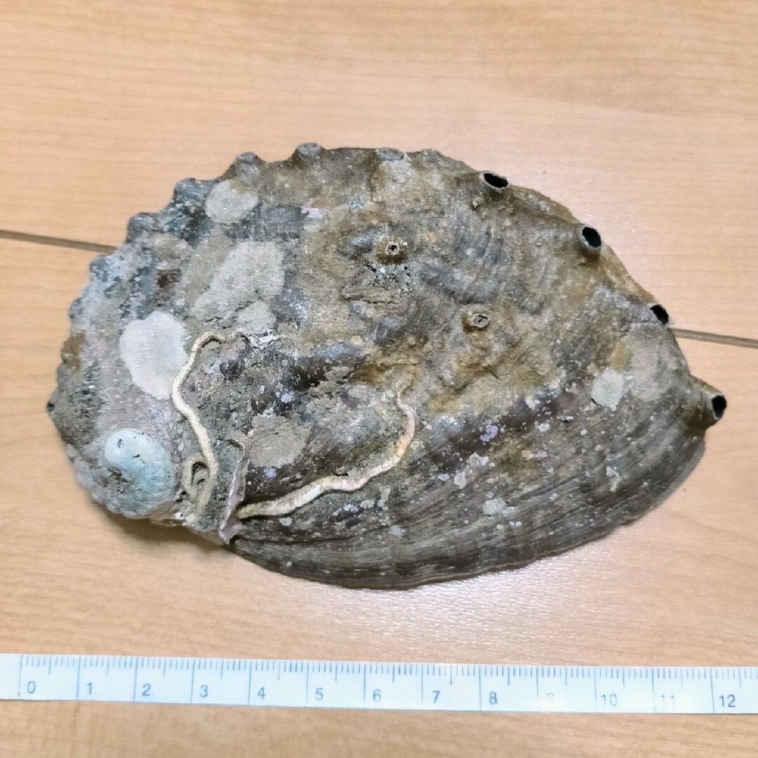 貝殻　シェル　インテリア　クラフト　アクアリウム ハンドメイドの素材/材料(各種パーツ)の商品写真
