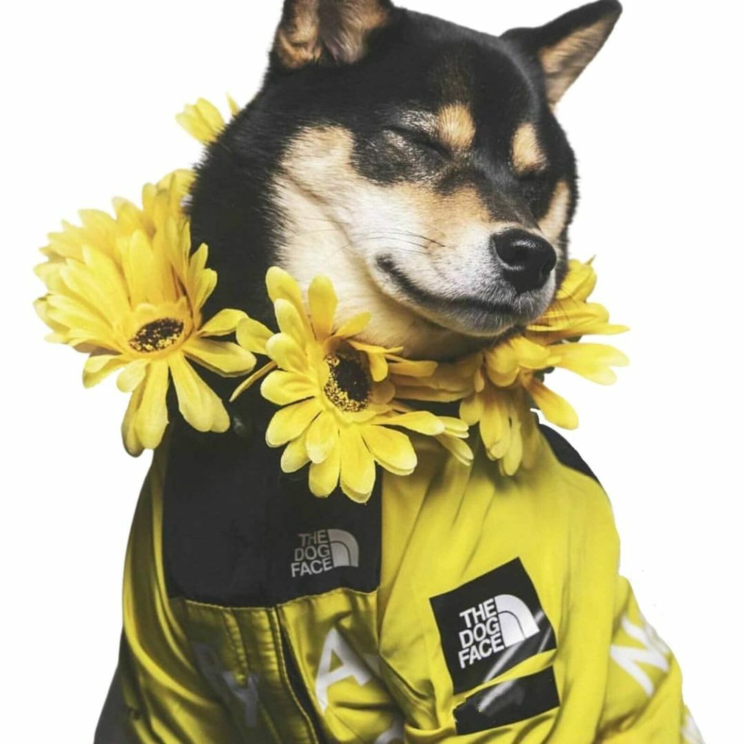 【色: 黄い弾幕】REEYAM ドッグウェア 犬用 レインコート 雨具 カッパ