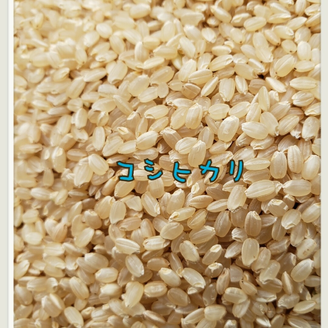 新米 玄米コシヒカリ 30キロ 令和5年 お米 白米 精米 茨城県産 関東圏