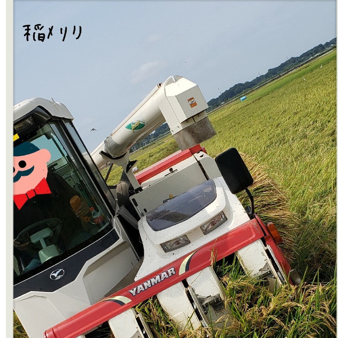 新米　玄米コシヒカリ 　5キロ　令和5年　お米　白米　精米　 茨城県産 食品/飲料/酒の食品(米/穀物)の商品写真