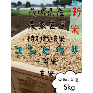 新米　玄米コシヒカリ 　5キロ　令和5年　お米　白米　精米　 茨城県産(米/穀物)