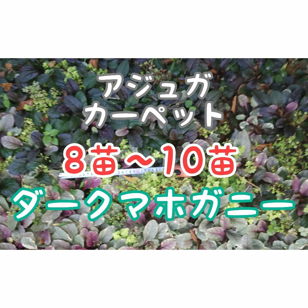 ✨整理の為8~10苗①✨根付き10-15cm☘️アジュガ苗ダークマホガニー ハンドメイドのフラワー/ガーデン(プランター)の商品写真