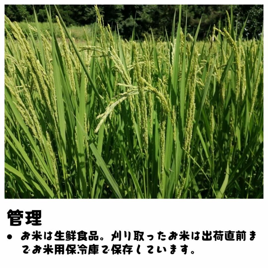 令和5年新米】仁多米(20kg)　米/穀物