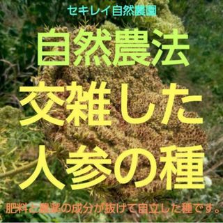 自然農法　交雑した人参の種(野菜)