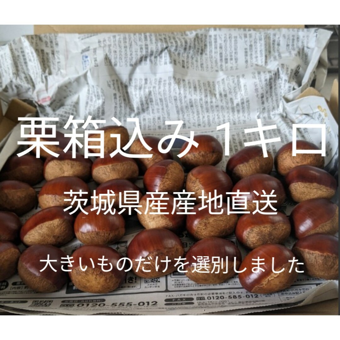 茨城県産栗1キロ(箱込み) 食品/飲料/酒の食品(フルーツ)の商品写真