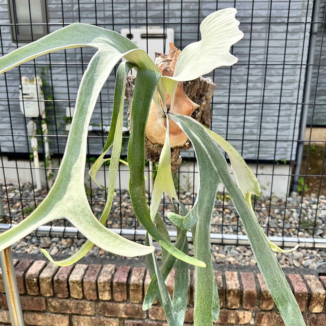 ビカクシダ omo オモ 早い者勝ちリドレイ - その他観葉植物