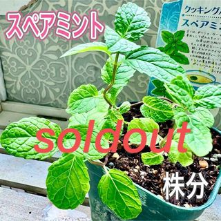 スペアミント　株分け　小ぶりな！しっかり茎　苗　無農薬　ハーブ(その他)