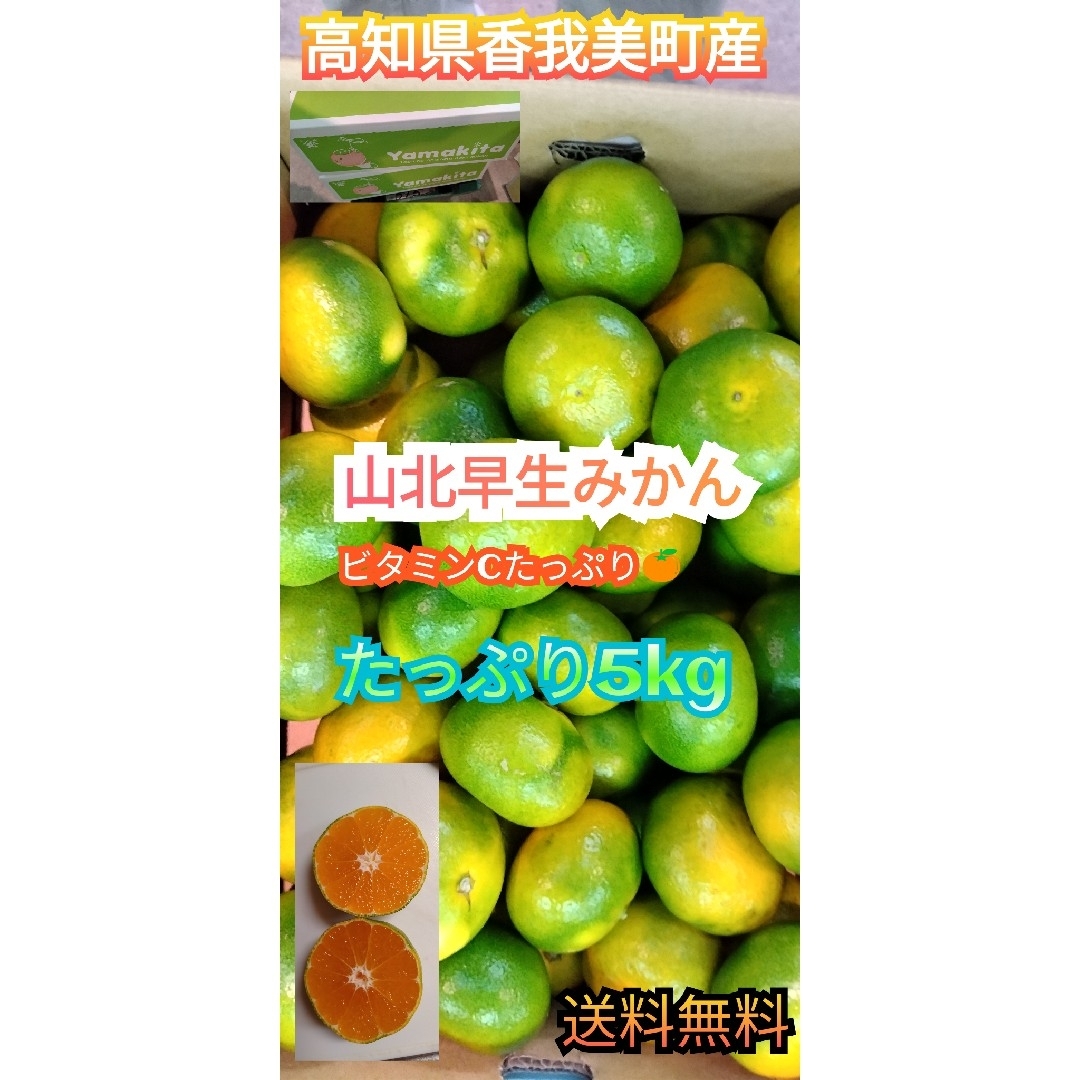 高知県香我美町産　山北早生みかん　5kg サイズ選べます。