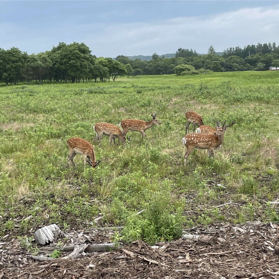 鹿ジャーキー犬用200g アキレス腱