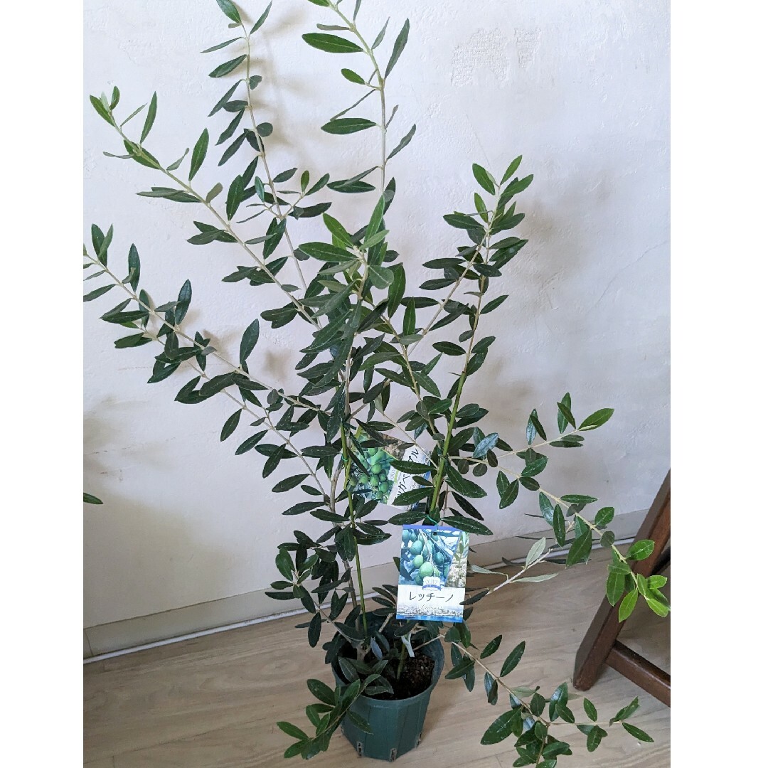 オリーブ　異品種２本植え　レッシーノ　ワッガベルダル　オリーブの木　オリーブ苗木