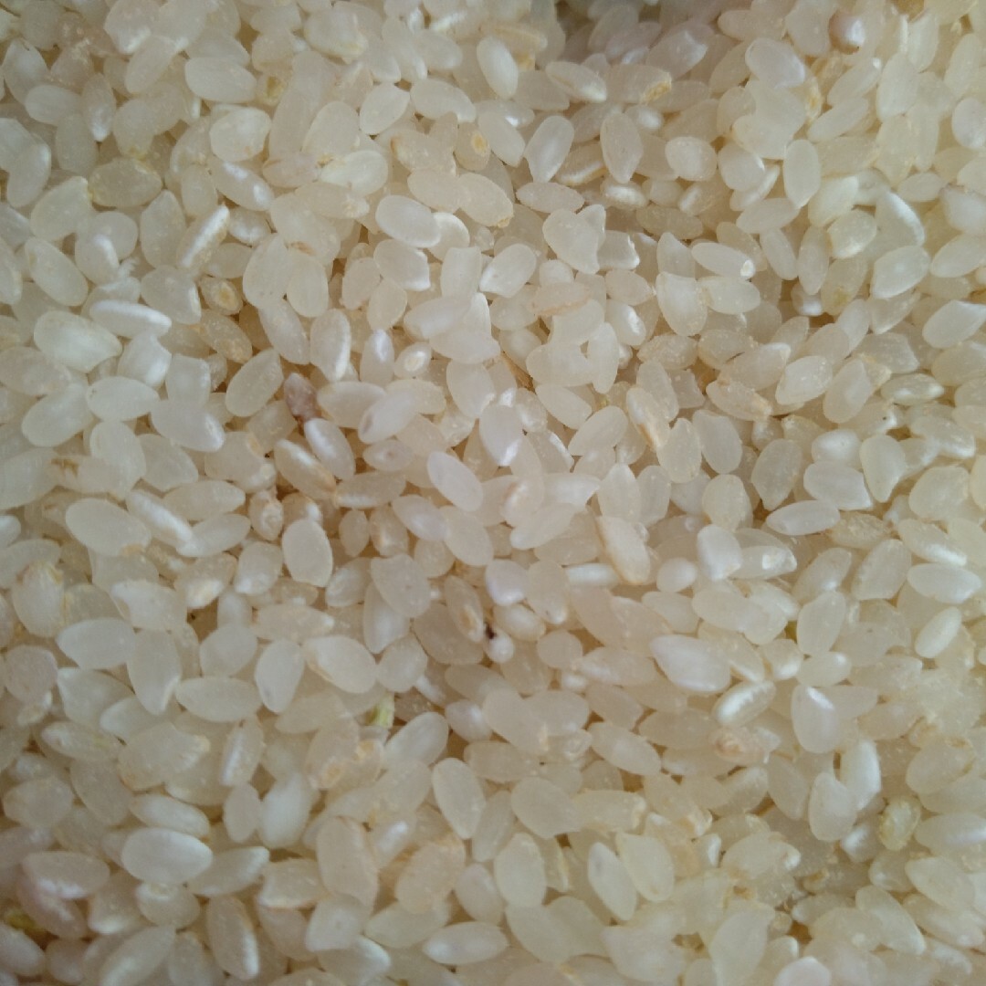無洗米  (令和４年産)             11Kg 食品/飲料/酒の食品(米/穀物)の商品写真