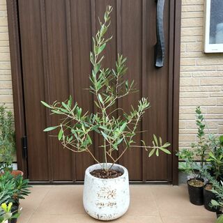 オリーブの木　ネバディロブランコ　ホワイトテラコッタ鉢植え　苗　シンボルツリー