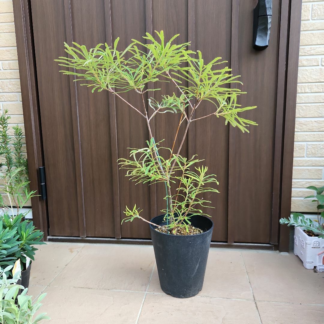 ハンドメイドワイルドフラワー　ヘアピンバンクシア　スピヌロサ　鉢植え　苗　ドライガーデン