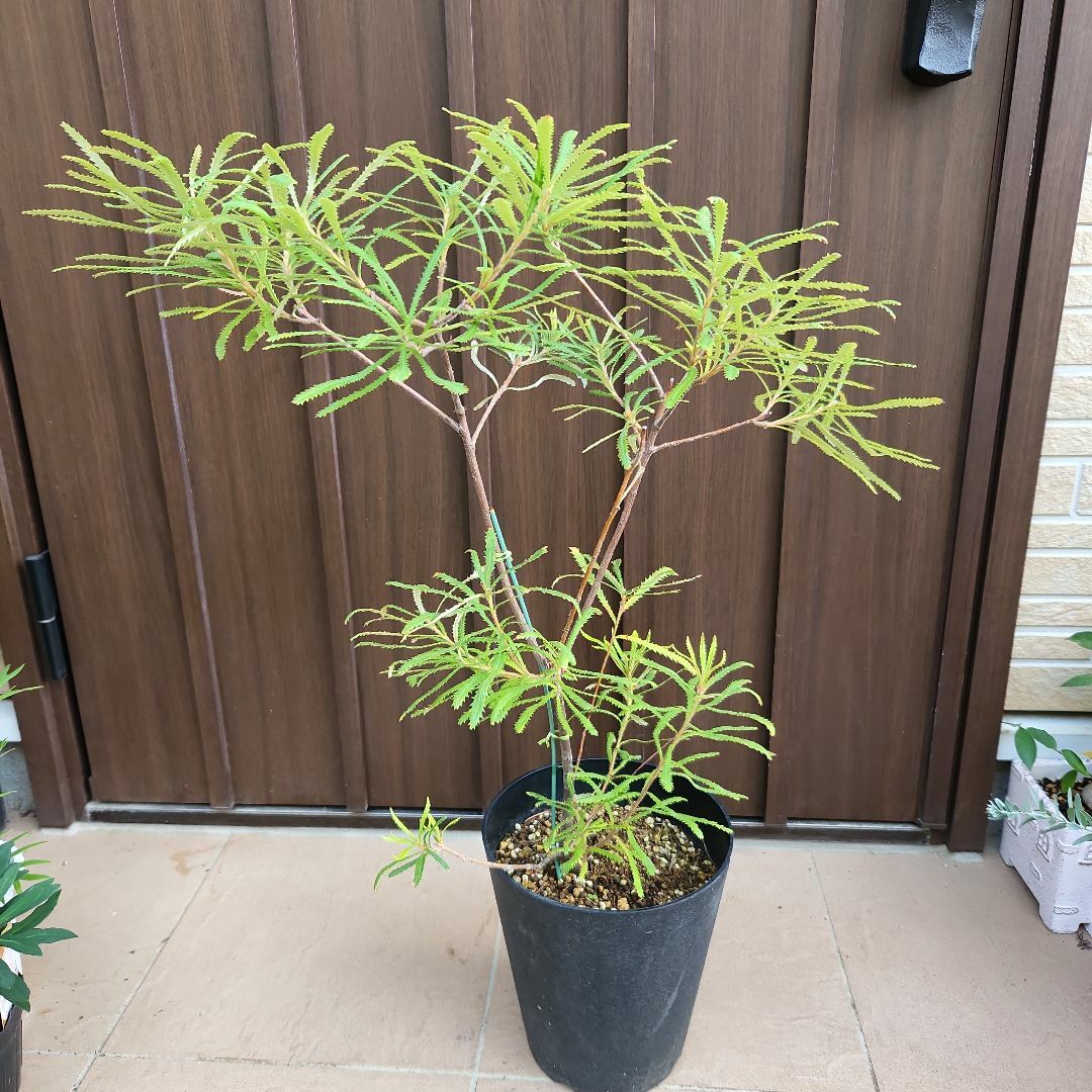 ワイルドフラワー　ヘアピンバンクシア　スピヌロサ　鉢植え　苗　ドライガーデン